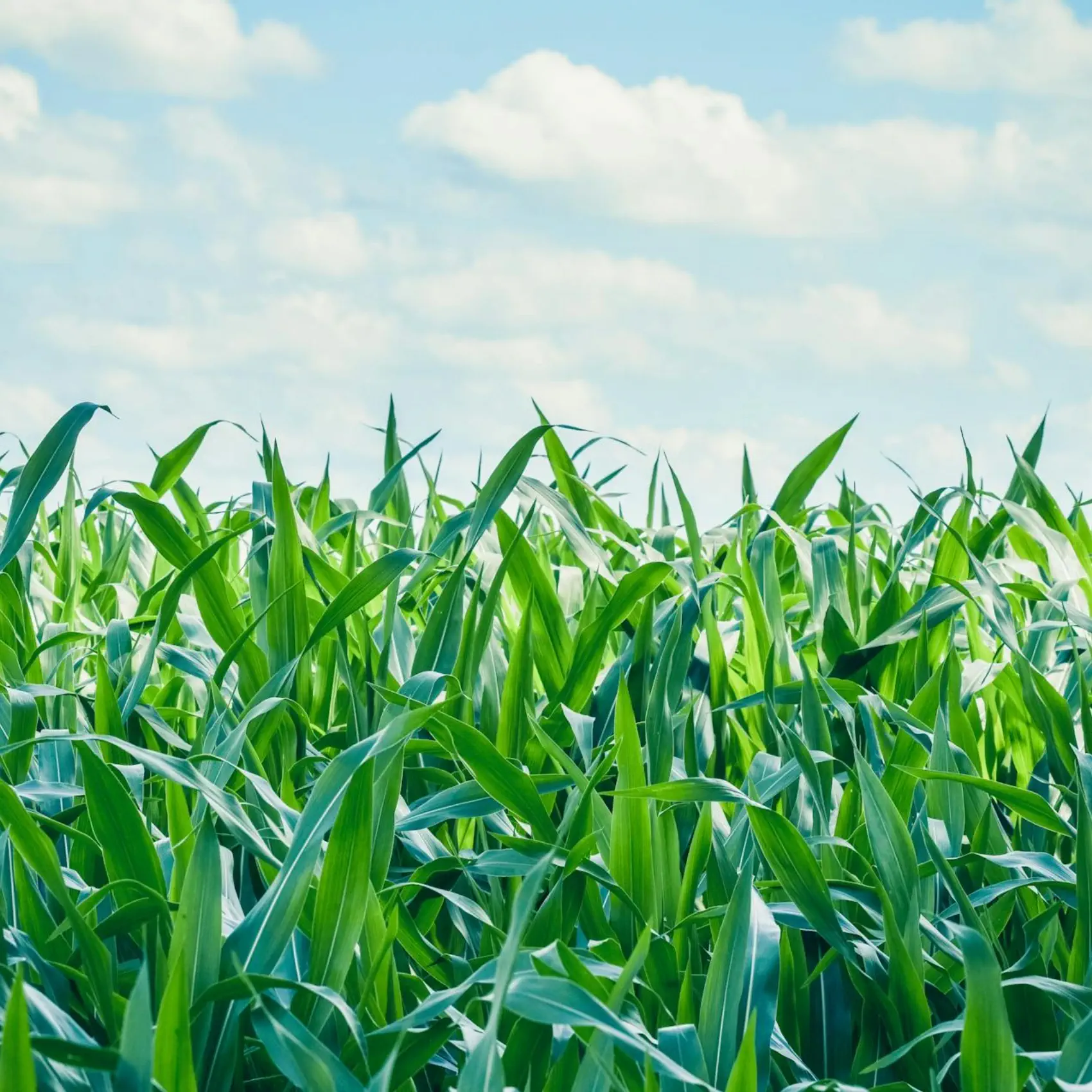 Plantação Fazenda Nhá Chica
