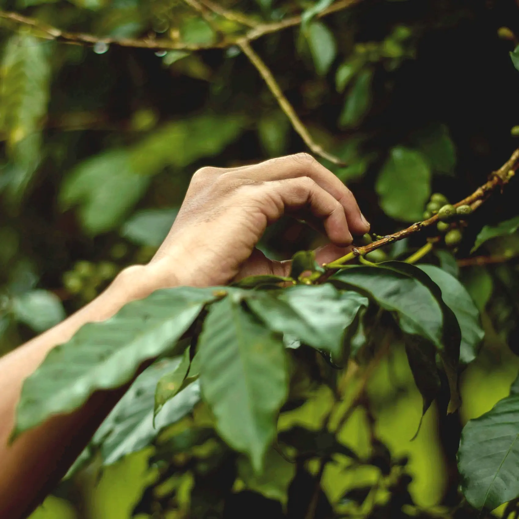 Plantação Fazenda Nhá Chica