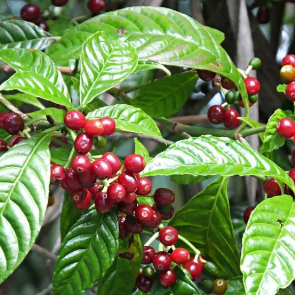 Café Caseiro Arábica Nhá Chica